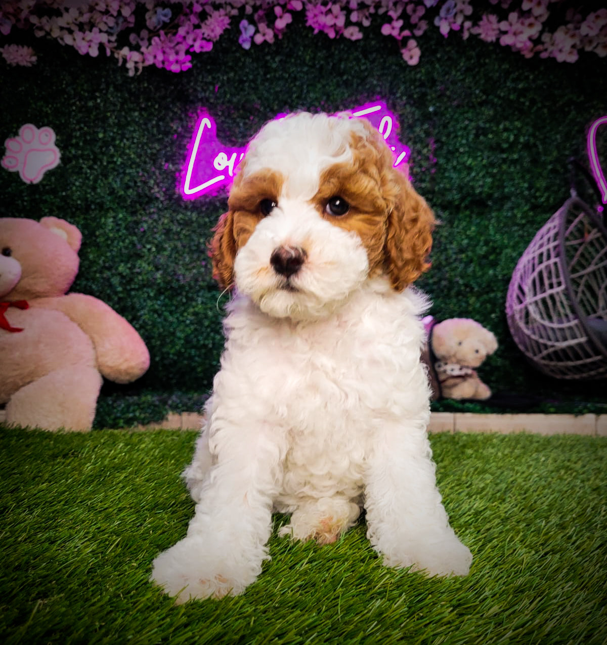 Mini Golden Doodle