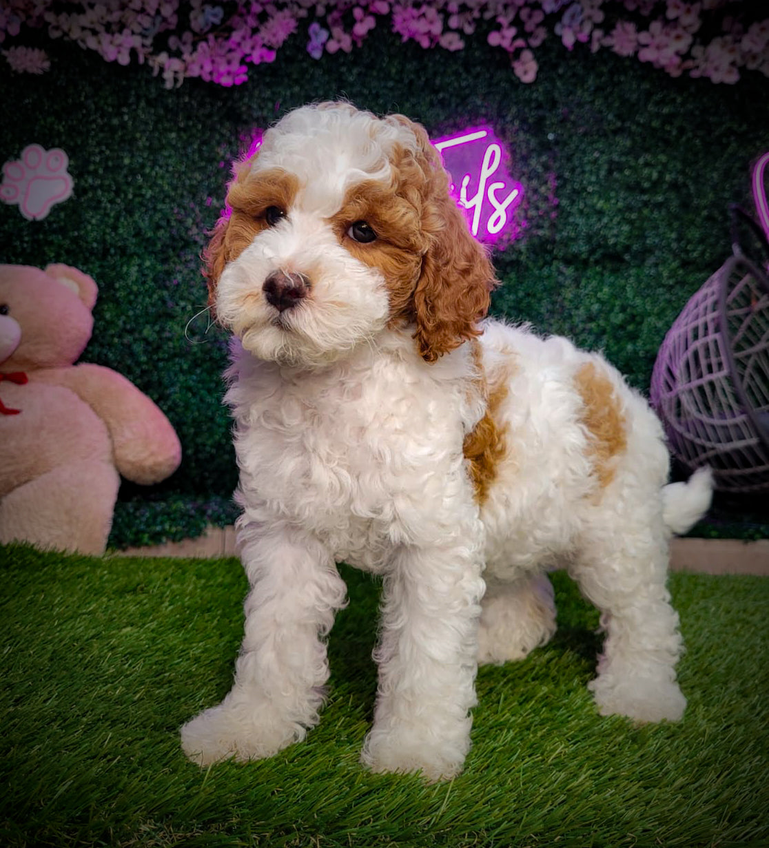 Mini Golden Doodle