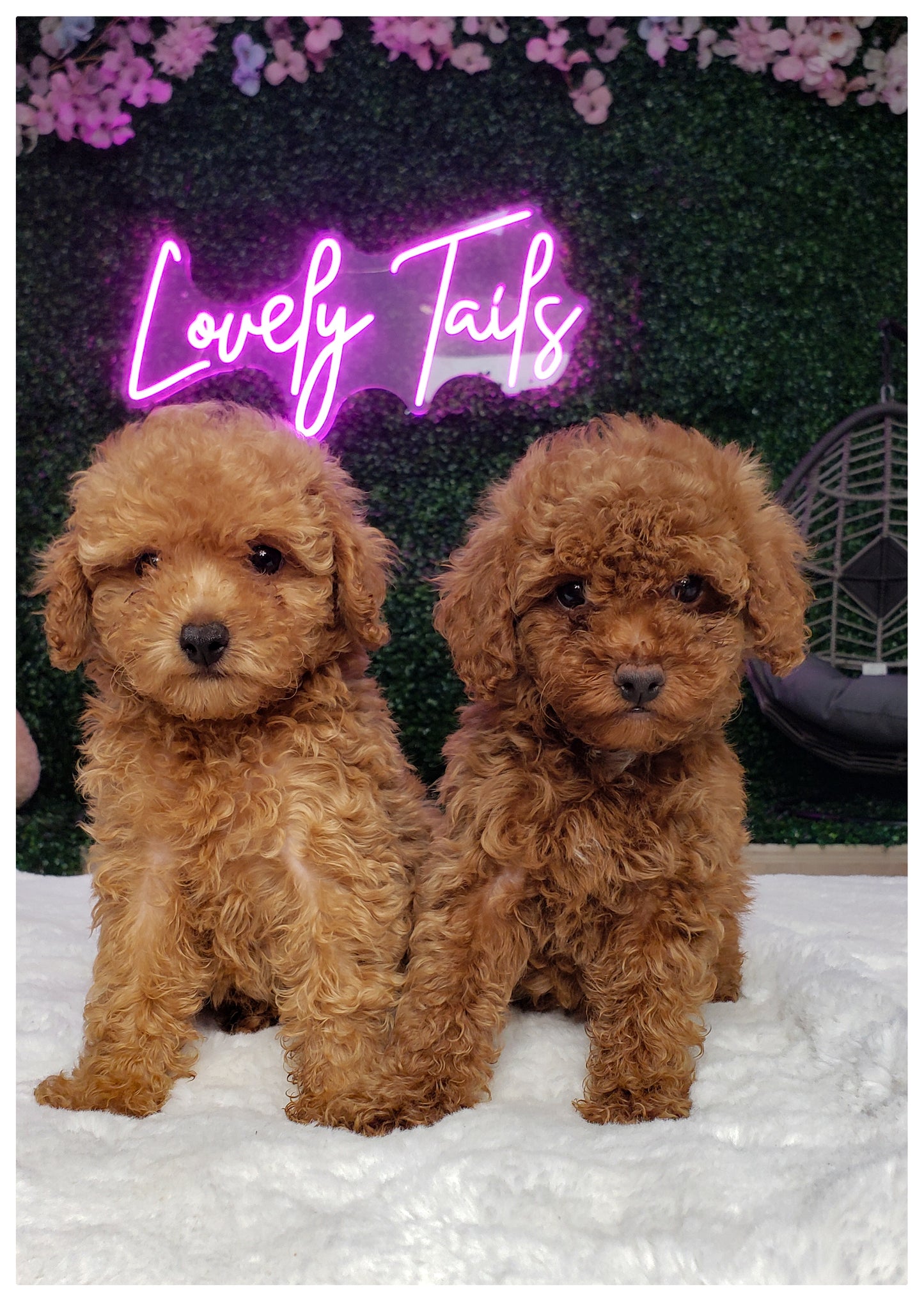 Toy Poodle