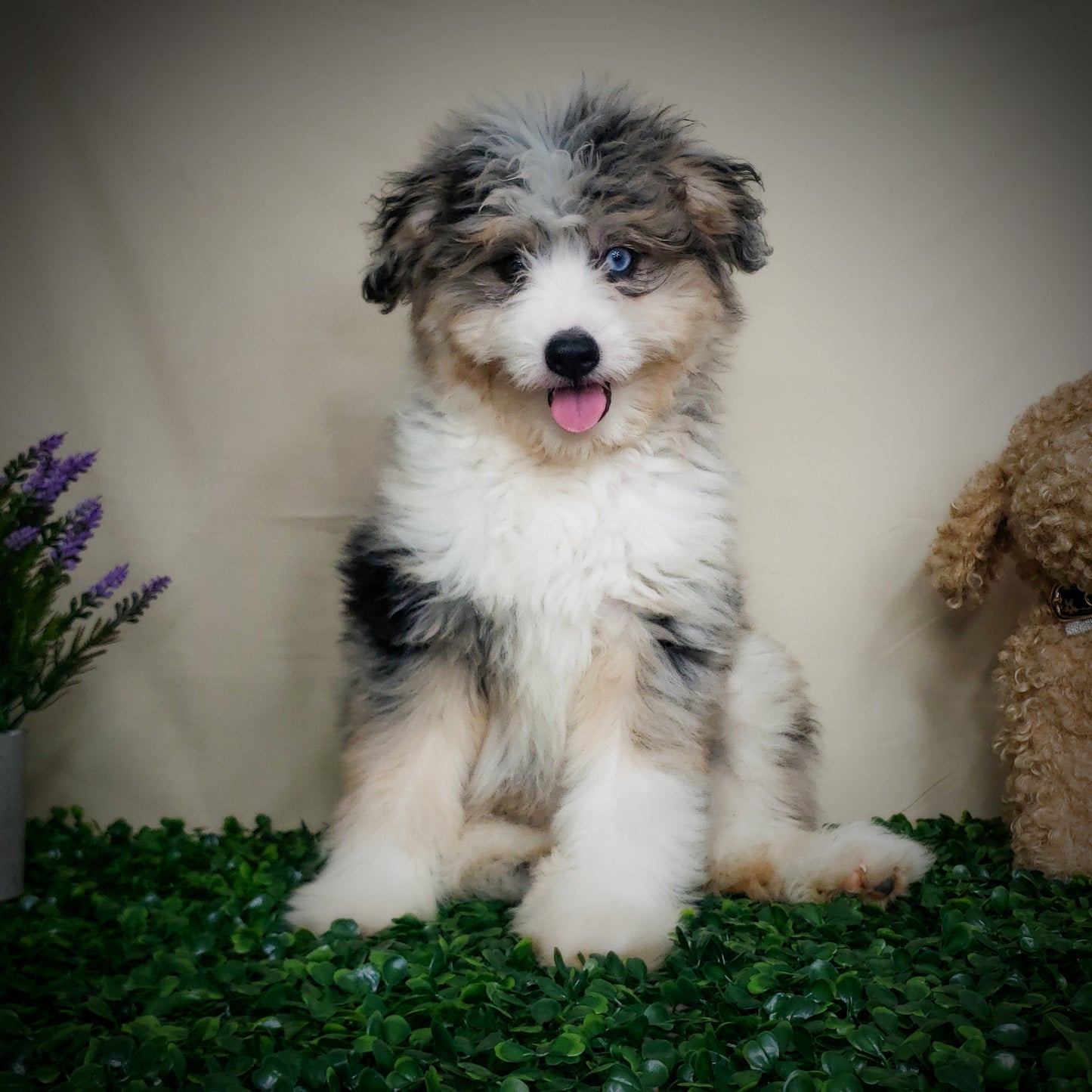 Aussiedoodles