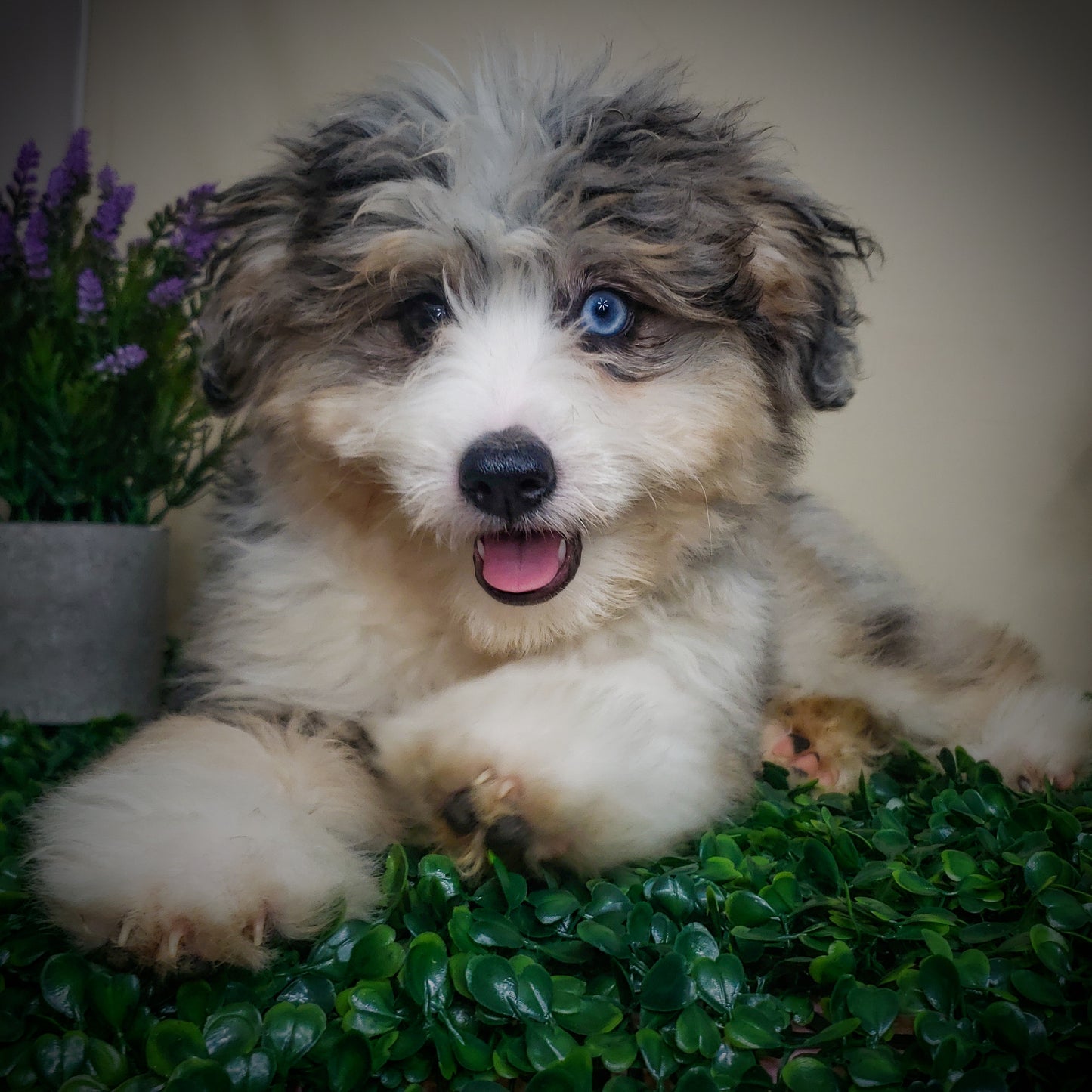 Aussiedoodles