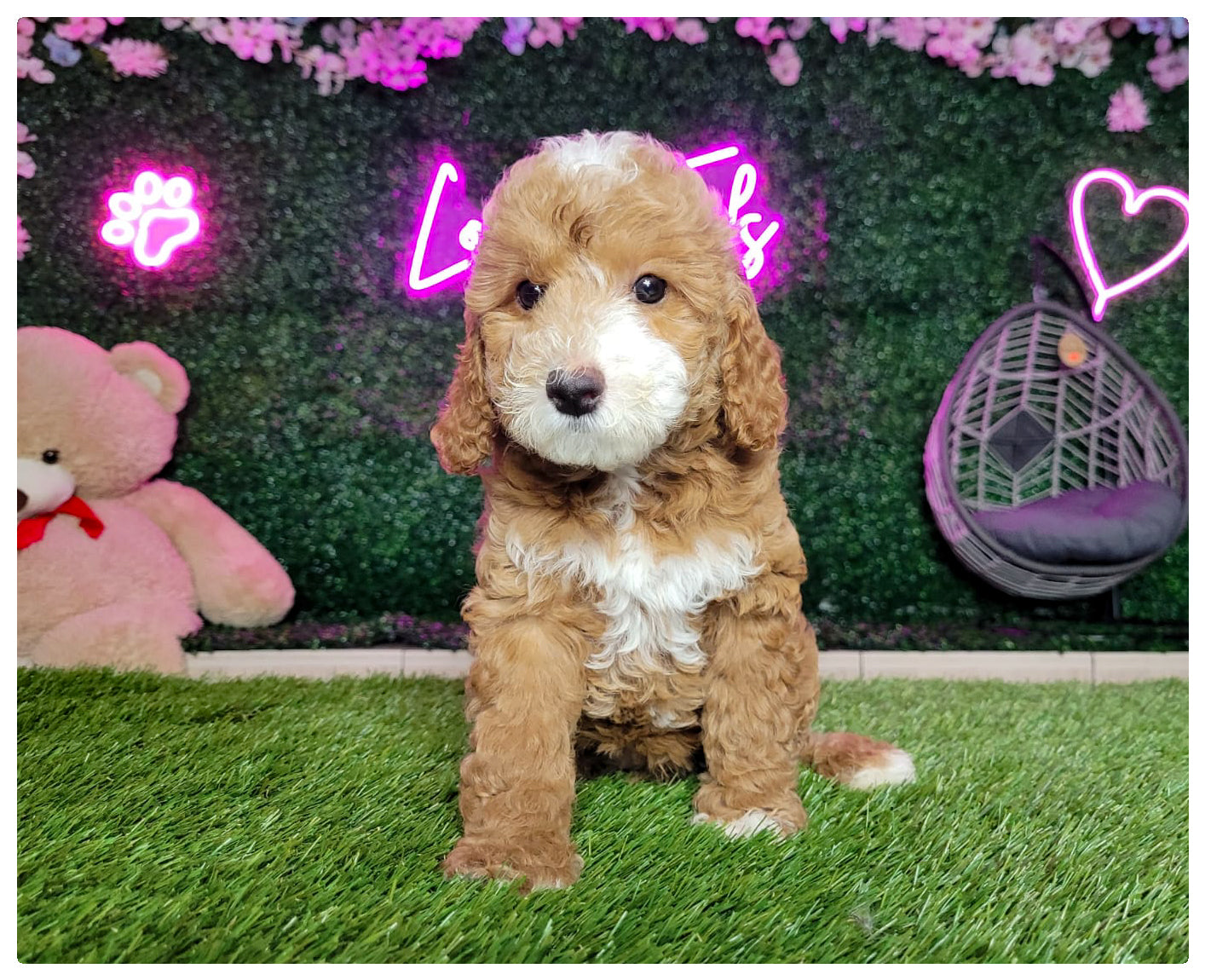 Mini/Toy Poodle