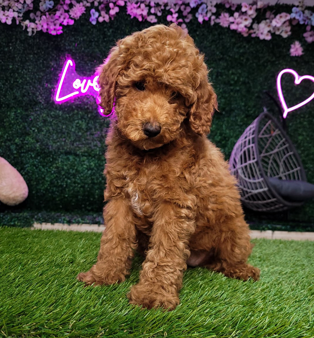 Mini Goldendoodle