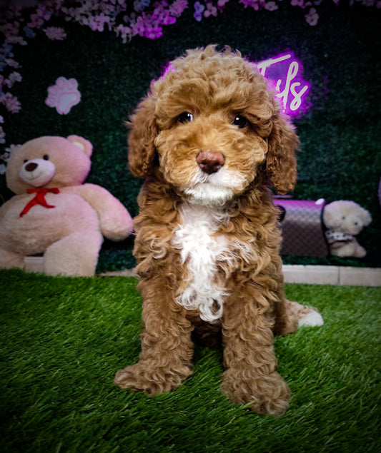 Mini Goldendoodle