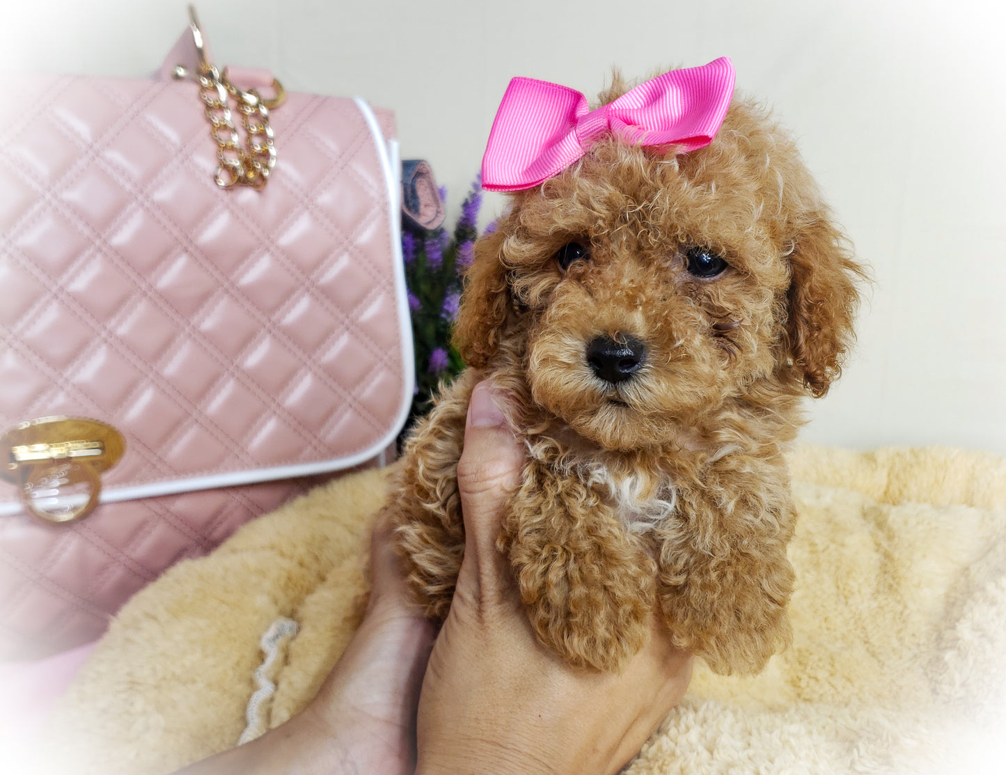 Toy Poodle