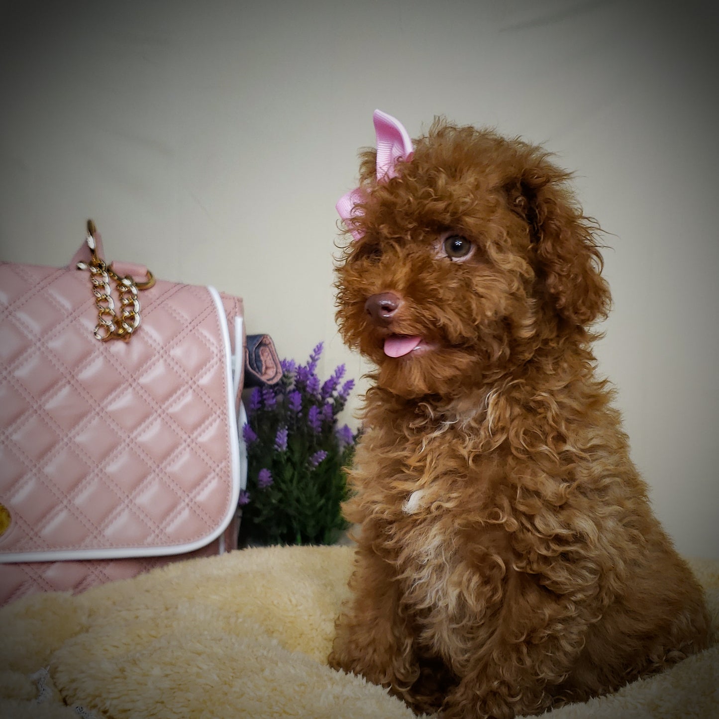 Toy Poodle