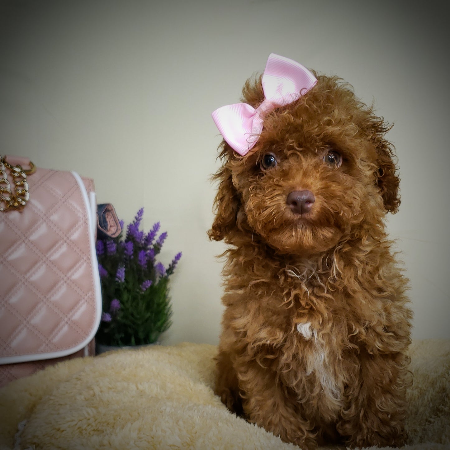 Toy Poodle