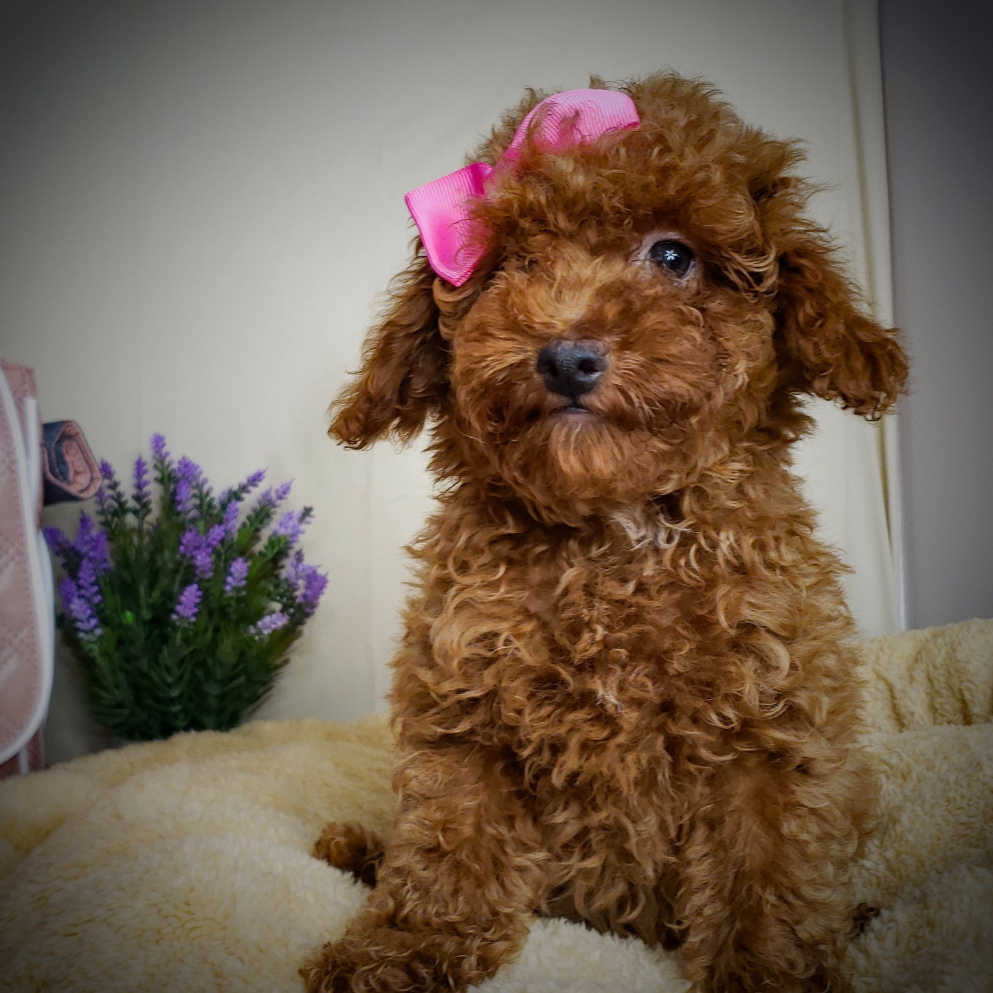 Toy Poodle