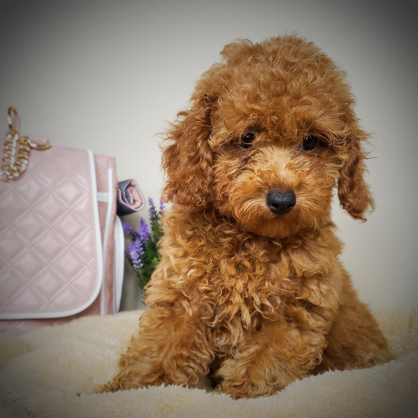 Toy Poodle