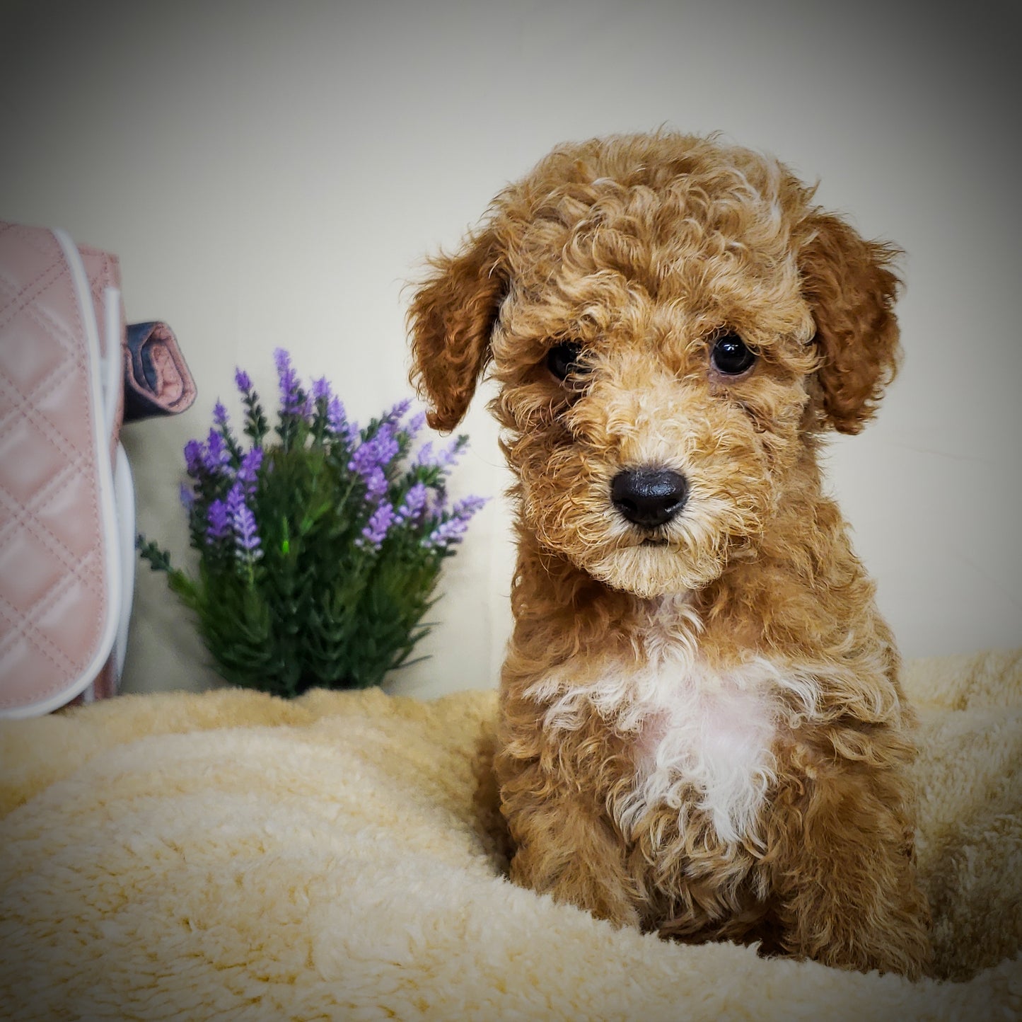 Toy Poodle