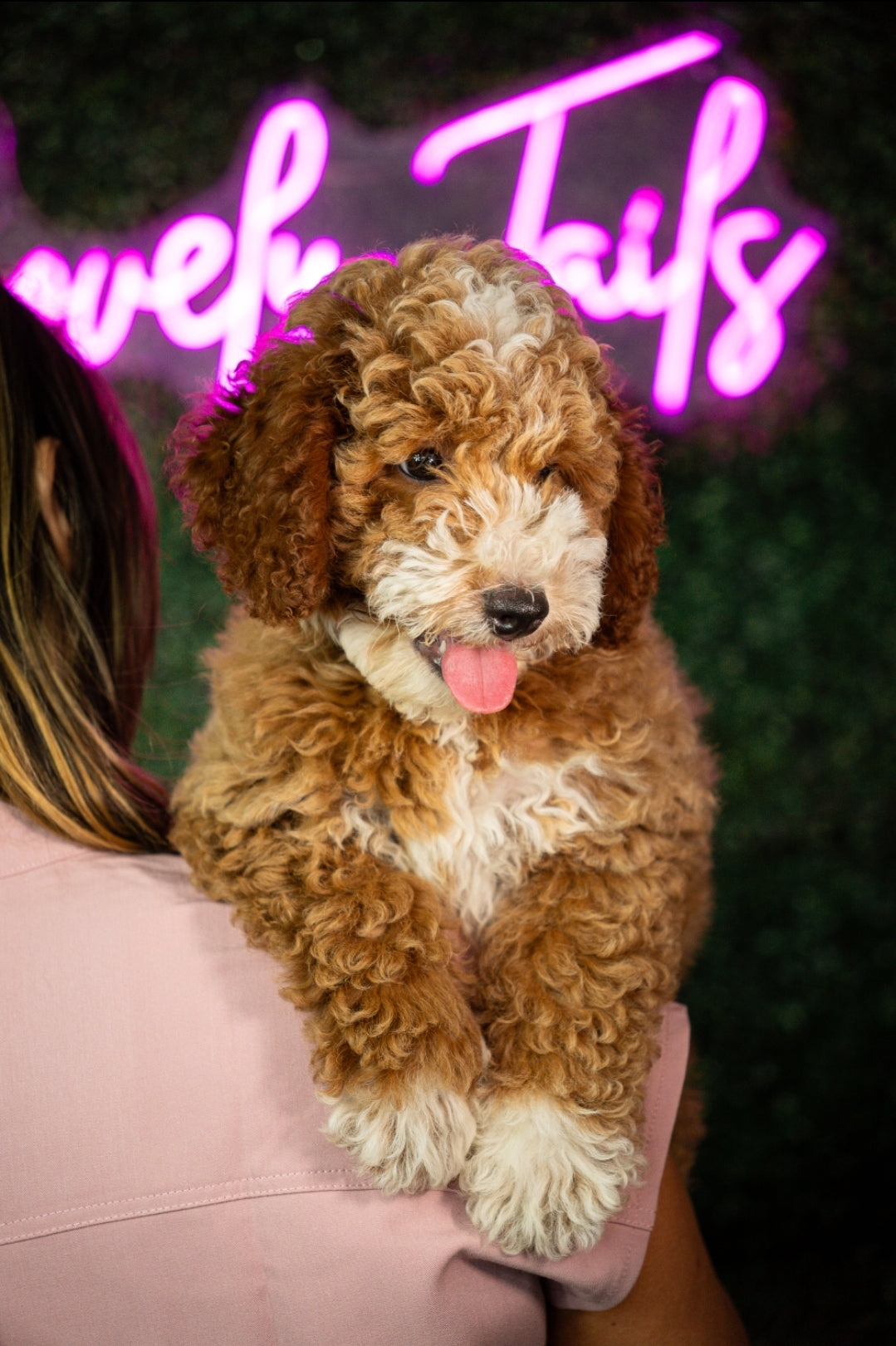 Mini Golden Doodle Tuxedo